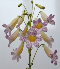 Smithiantha  Autumn Breeze